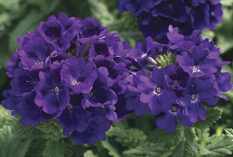 Foto de variedad de flores para ser usadas como: Maceta o cesta de trasplante Verbena Tuscany Blue