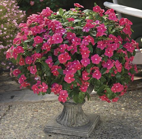 Foto de variedad de flores para ser usadas como: Planta de temporada, patio, Tarrina de colgar Catharanthus roseus - Vinca Cora Cascade Cherry