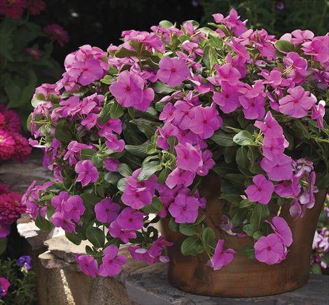 Foto de variedad de flores para ser usadas como: Planta de temporada, patio, Tarrina de colgar Catharanthus roseus - Vinca Cora Cascade Lilac