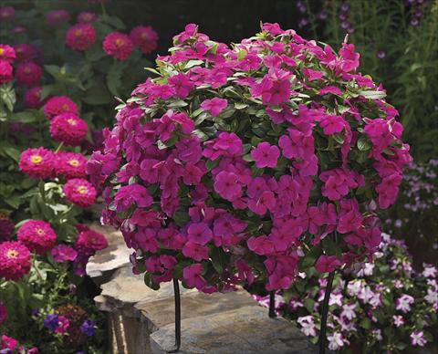 Foto de variedad de flores para ser usadas como: Planta de temporada, patio, Tarrina de colgar Catharanthus roseus - Vinca Cora Cascade Magenta