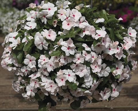 Foto de variedad de flores para ser usadas como: Planta de temporada, patio, Tarrina de colgar Catharanthus roseus - Vinca Cora Cascade PeachBlush