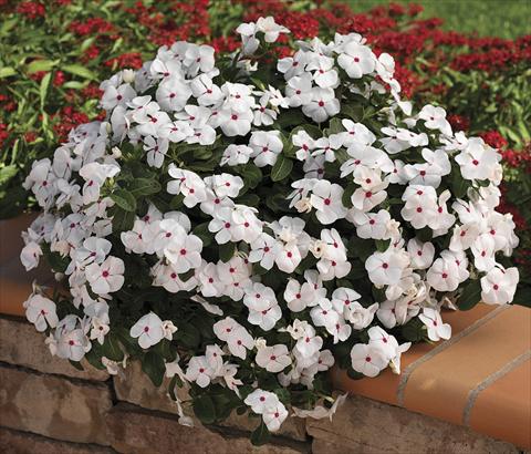 Foto de variedad de flores para ser usadas como: Planta de temporada, patio, Tarrina de colgar Catharanthus roseus - Vinca Cora Cascade WhitePolkaDot