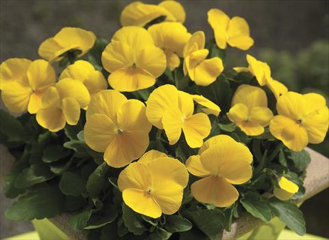 Foto de variedad de flores para ser usadas como: Planta de temporada / borde del macizo Viola cornuta Penny Clear Yellow