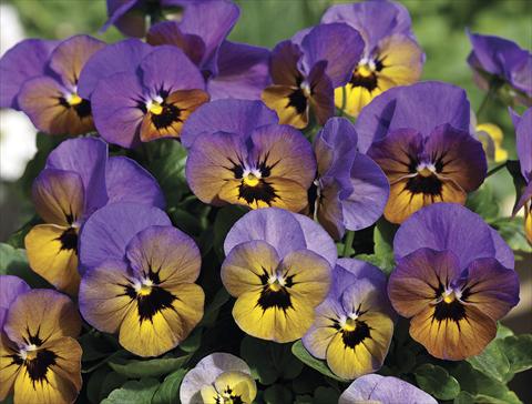 Foto de variedad de flores para ser usadas como: Planta de temporada / borde del macizo Viola cornuta Penny Marlies