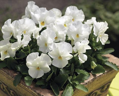 Foto de variedad de flores para ser usadas como: Planta de temporada / borde del macizo Viola cornuta Penny White