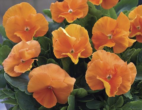 Foto de variedad de flores para ser usadas como: Planta de temporada / borde del macizo Viola wittrockiana Karma Deep Orange