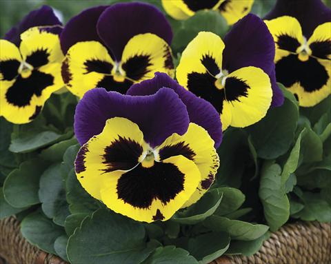 Foto de variedad de flores para ser usadas como: Planta de temporada / borde del macizo Viola wittrockiana Karma Purple Wing