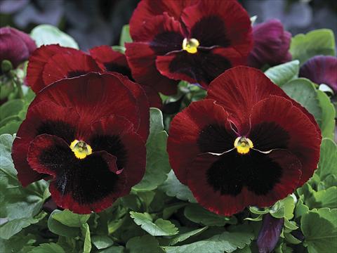 Foto de variedad de flores para ser usadas como: Planta de temporada / borde del macizo Viola wittrockiana Mammoth Big Red