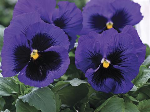 Foto de variedad de flores para ser usadas como: Planta de temporada / borde del macizo Viola wittrockiana Mammoth Blue-Ti-Full