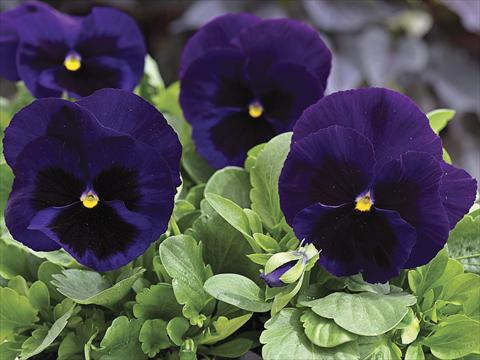 Foto de variedad de flores para ser usadas como: Planta de temporada / borde del macizo Viola wittrockiana Mammoth Deep Blue Dazzle
