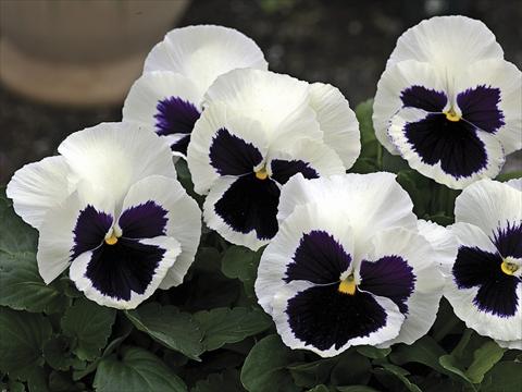 Foto de variedad de flores para ser usadas como: Planta de temporada / borde del macizo Viola wittrockiana Mammoth Glamarama White