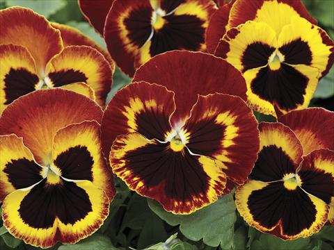 Foto de variedad de flores para ser usadas como: Planta de temporada / borde del macizo Viola wittrockiana Mammoth On Fire