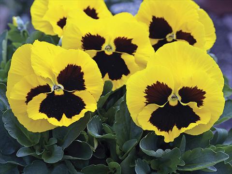 Foto de variedad de flores para ser usadas como: Planta de temporada / borde del macizo Viola wittrockiana Mammoth Queen Yellow Bee