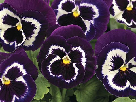Foto de variedad de flores para ser usadas como: Planta de temporada / borde del macizo Viola wittrockiana Mammoth Viva La Violet