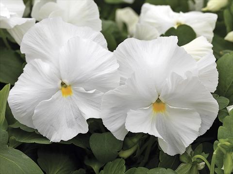 Foto de variedad de flores para ser usadas como: Planta de temporada / borde del macizo Viola wittrockiana Mammoth White Hot
