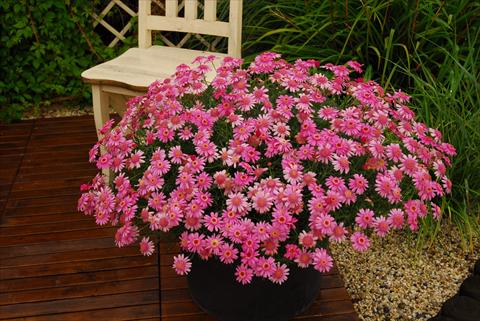 Foto de variedad de flores para ser usadas como: Maceta y planta de temporada Argyranthemum frutescens Rosalie Pink
