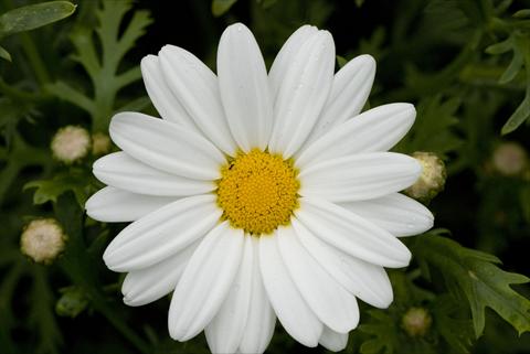 Foto de variedad de flores para ser usadas como: Planta de temporada / borde del macizo Argyranthemum frutescens White Butterfly
