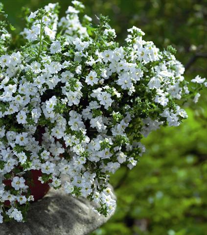 Foto de variedad de flores para ser usadas como: Maceta o cesta de trasplante Bacopa (Sutera cordata) Copa Double White
