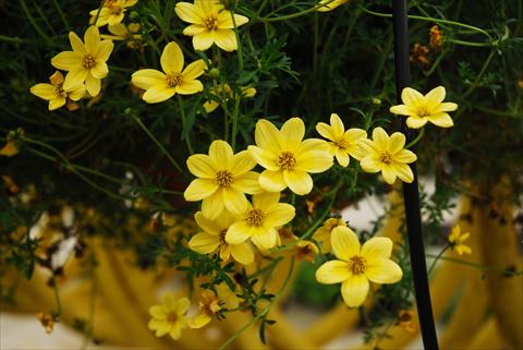 Foto de variedad de flores para ser usadas como: Maceta, planta de temporada, patio Bidens ferulifolia Summerlovers Top Sun