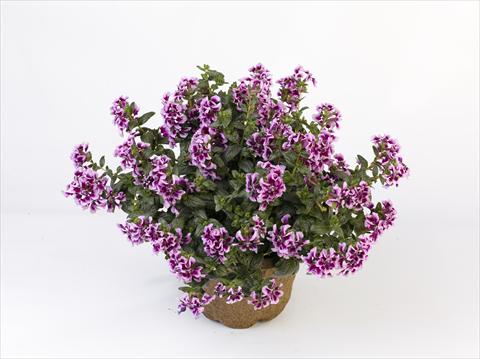 Foto de variedad de flores para ser usadas como: Maceta Cuphea ilavea Vienco Lavender