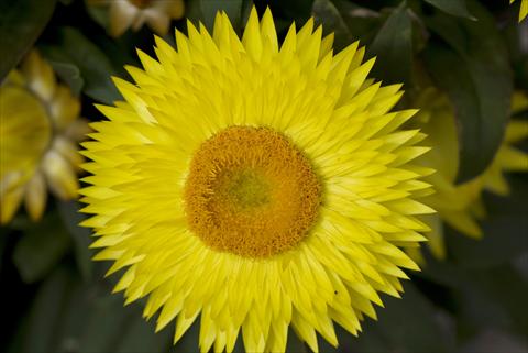 Foto de variedad de flores para ser usadas como: Maceta y planta de temporada Helichrysum (Bracteantha) Xagros Yellow Sun
