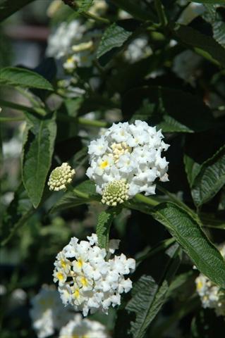 Foto de variedad de flores para ser usadas como: Maceta o Tarrina de colgar Lantana camara Schneewittchen