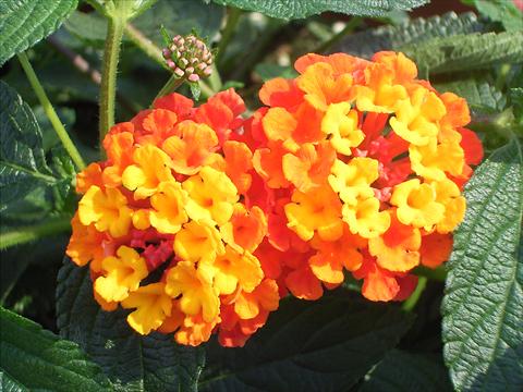 Foto de variedad de flores para ser usadas como: Maceta o Tarrina de colgar Lantana camara Sunkiss