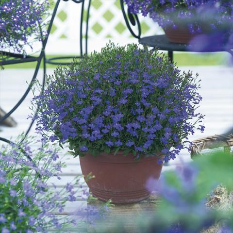 Foto de variedad de flores para ser usadas como: Maceta, planta de temporada, patio Lobelia richardii Dark Blue Angel