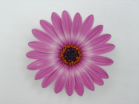 Foto de variedad de flores para ser usadas como: Maceta y planta de temporada Osteospermum Impassion Grande Pink Blush