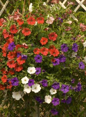 Foto de variedad de flores para ser usadas como: Maceta, planta de temporada, patio Petunia Sunpleasure Mix