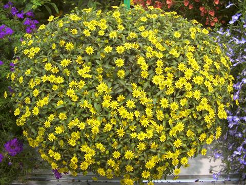 Foto de variedad de flores para ser usadas como: Maceta o Tarrina de colgar Sanvitalia Summerlovers Improved Yellow Sun