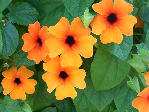 Foto de variedad de flores para ser usadas como: Maceta y planta de temporada Thumbergia Sunny Susy Rot-Orange