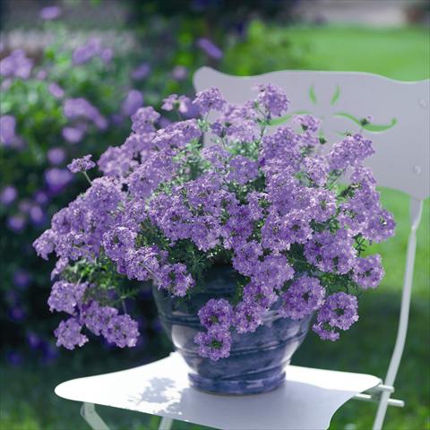 Foto de variedad de flores para ser usadas como: Maceta, patio, Tarrina de colgar Verbena Summerdreams Patio Lavender