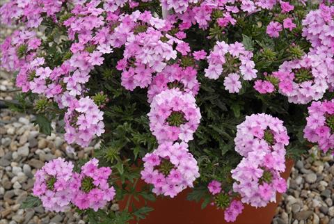 Foto de variedad de flores para ser usadas como: Maceta o cesta de trasplante Verbena Velox Pink