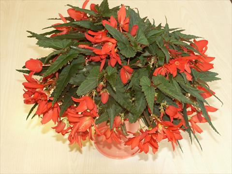 Foto de variedad de flores para ser usadas como: Maceta, planta de temporada, patio Begonia hybrida Sparkler Scarlet