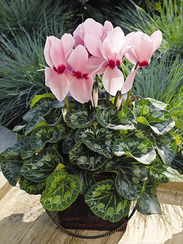 Foto de variedad de flores para ser usadas como: Maceta y planta de temporada Cyclamen persicum Sierra Synchro Light Pink with Eye