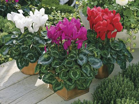 Foto de variedad de flores para ser usadas como: Maceta y planta de temporada Cyclamen persicum Sierra Synchro Mix