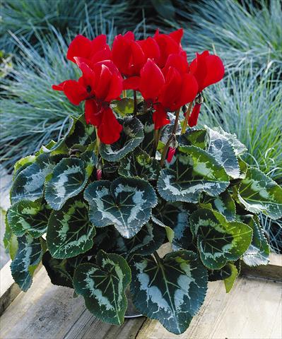 Foto de variedad de flores para ser usadas como: Maceta y planta de temporada Cyclamen persicum Sierra Synchro Scarlet