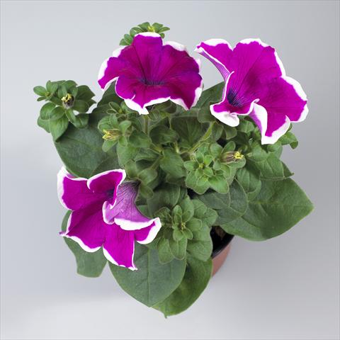 Foto de variedad de flores para ser usadas como: Maceta, planta de temporada, patio Petunia pendula Surfinia® Giant Purple Picotée