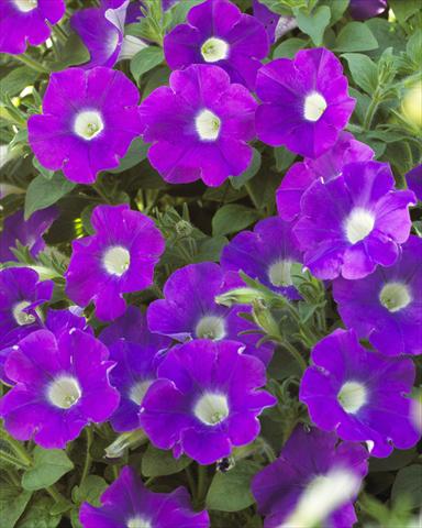 Foto de variedad de flores para ser usadas como: Maceta y planta de temporada Petunia pendula Surfinia® Table Amethyst with eye