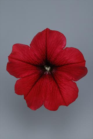 Foto de variedad de flores para ser usadas como: Maceta y planta de temporada Petunia pendula Surfinia® Table Dark Red