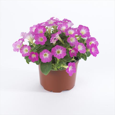 Foto de variedad de flores para ser usadas como: Maceta y planta de temporada Petunia pendula Surfinia® Table Pink Morn