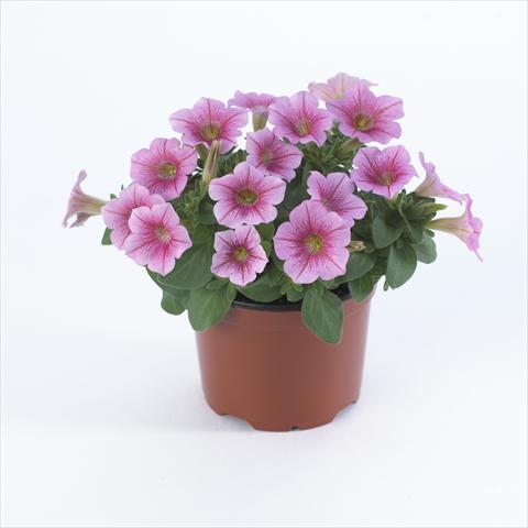 Foto de variedad de flores para ser usadas como: Maceta y planta de temporada Petunia pendula Surfinia® Table Salmon Vein