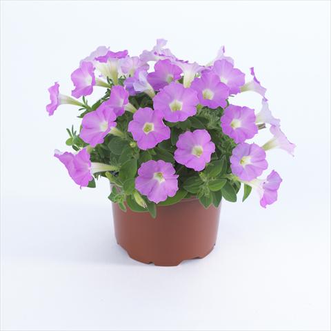 Foto de variedad de flores para ser usadas como: Maceta y planta de temporada Petunia pendula Surfinia® Table Soft Pink