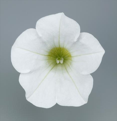Foto de variedad de flores para ser usadas como: Maceta y planta de temporada Petunia pendula Surfinia® Table White