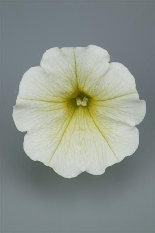 Foto de variedad de flores para ser usadas como: Maceta y planta de temporada Petunia pendula Surfinia® Table Yellow
