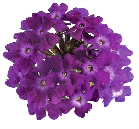 Foto de variedad de flores para ser usadas como: Maceta, planta de temporada, patio Verbena Benella Violet