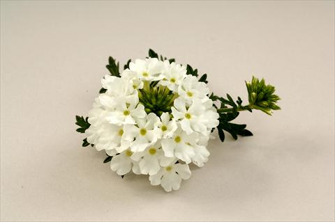 Foto de variedad de flores para ser usadas como: Maceta, planta de temporada, patio Verbena Benella White
