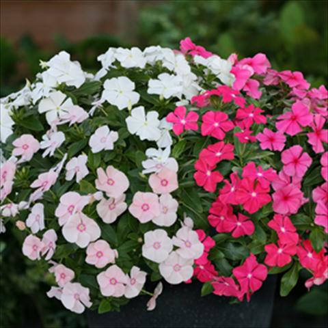 Foto de variedad de flores para ser usadas como: Maceta, planta de temporada, patio Catharanthus roseus - Vinca Boa F1 Mix