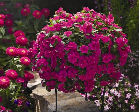 Foto de variedad de flores para ser usadas como: Maceta, planta de temporada, patio Catharanthus roseus - Vinca Cora Cascade Magenta